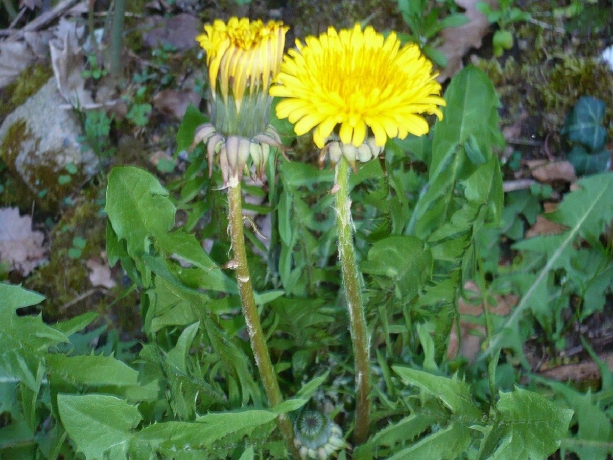 Taraxacum officinale s.l. (Asteraceae)